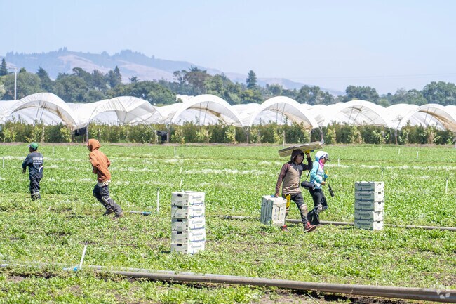 A lot of farmers harvest fresh fruit in the Amesti neighborhood.