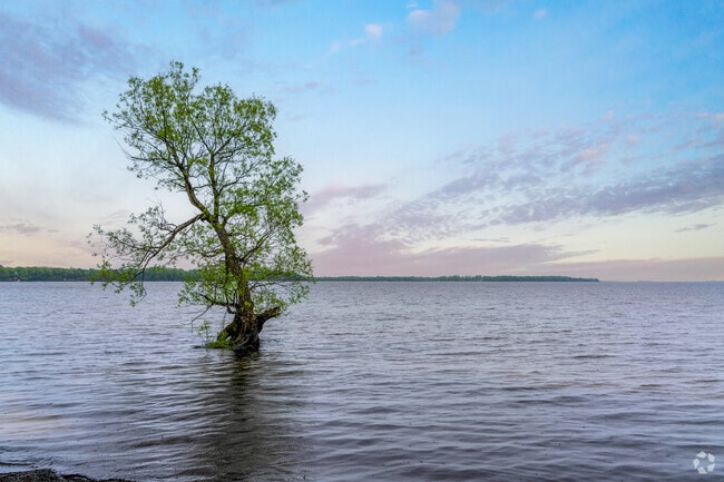 Sunrise glows behind a lakeside tree emerging from the waters of Lake Champlain in Alburgh Town.