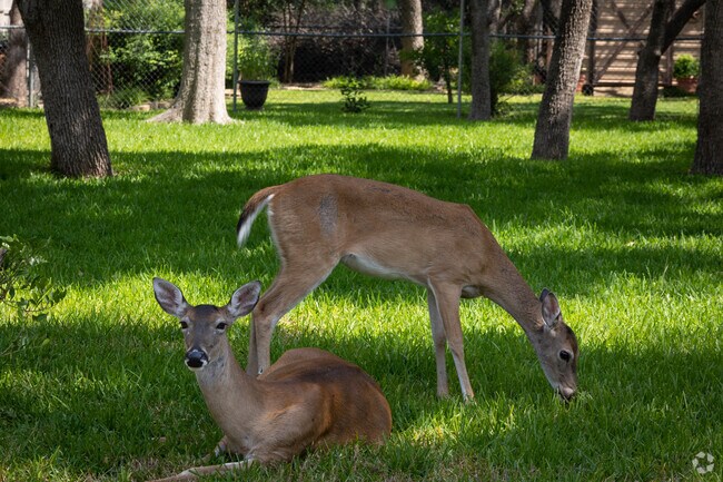 White-tail Deer relaxing on a front lawn in Serenada.