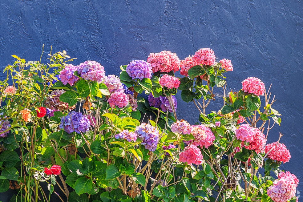 NH_Nehyam_545401_P2_V2_JH_080224