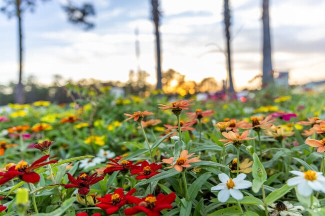 The flowers are blooming in Palencia.