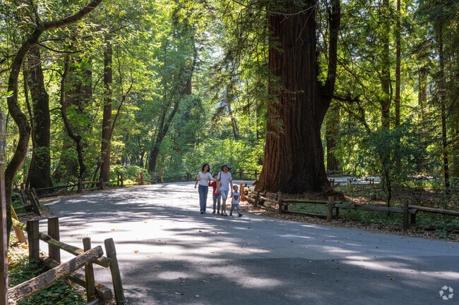 In Felton, you can walk among 1,000-year-old redwoods at Henry Cowell State Park, where ancient forest landscapes inspire awe year-round.