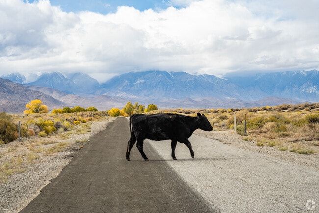 Country roads in West Bishop are not just for cars, so watch out for cattle.