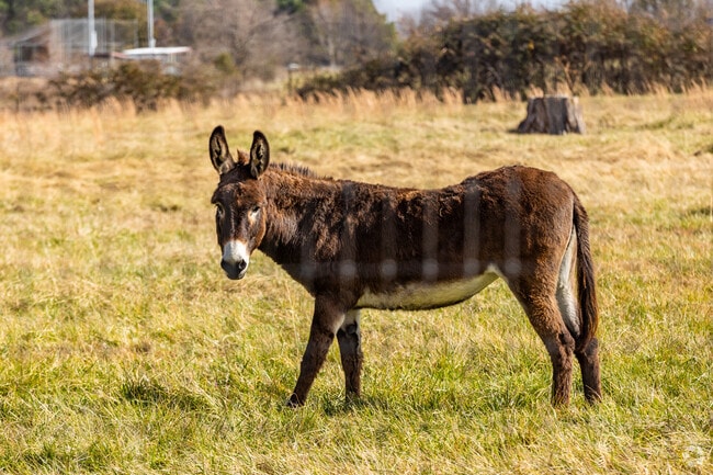 A donkey grazing in a field stops to watch traffic in West Outer Fayetteville.