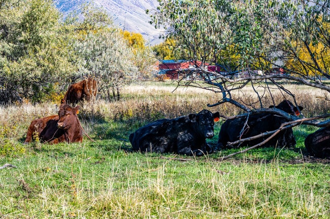 Perry’s rural roots shine with grazing cattle and mountain views.
