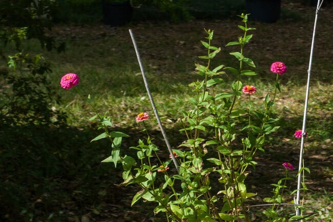 Colorful flowers dot the roadside in Lafayette's Monteigne neighborhood.