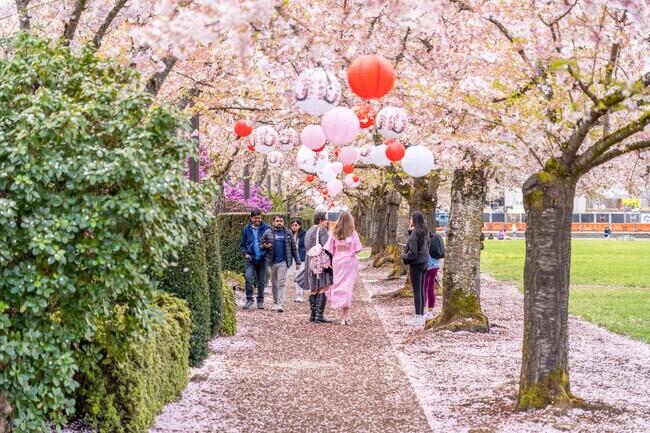 Cherry blossoms bloom each spring at Oregon State Capital State Park in Downtown Salem.