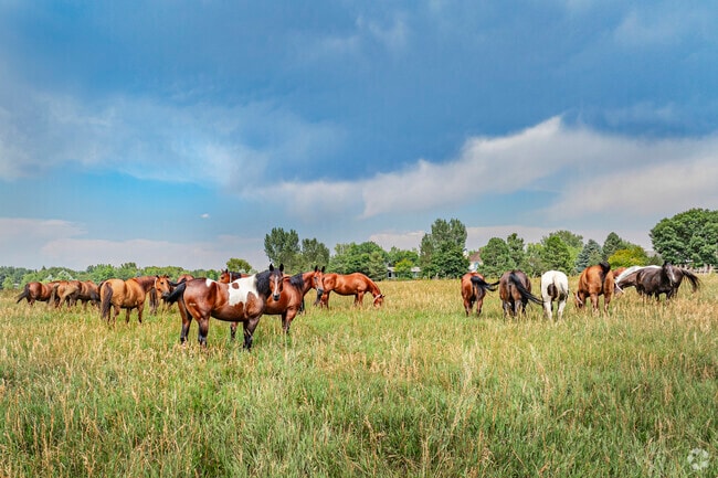 Monarch Park has stunning scenes worth seeing when visiting Niwot.