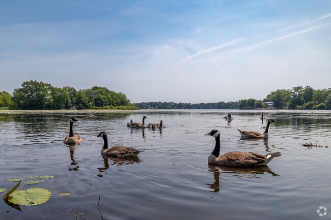 Bring some bread for the geese if you're headed to Whitman Pond in East Weymouth.