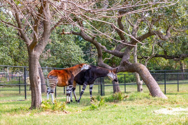 The Oklahoma City Zoo is a great place for kids to learn about animals.