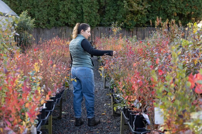 A worker at One Green World nursery inspects the plants on offer.