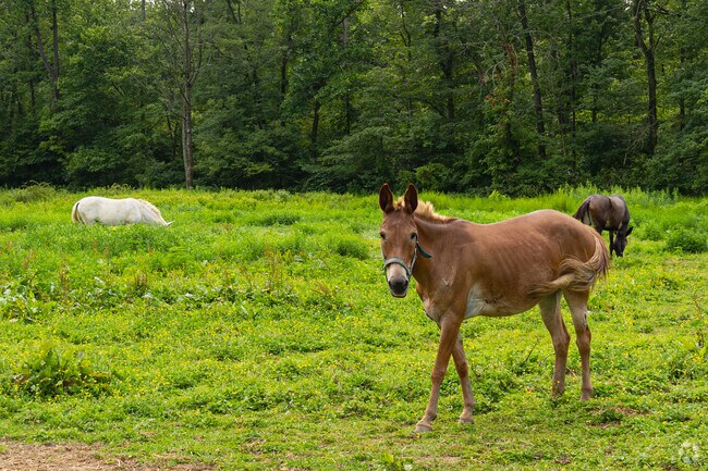 Sadsbury’s winding country roads pass working farms and pastoral landscapes.