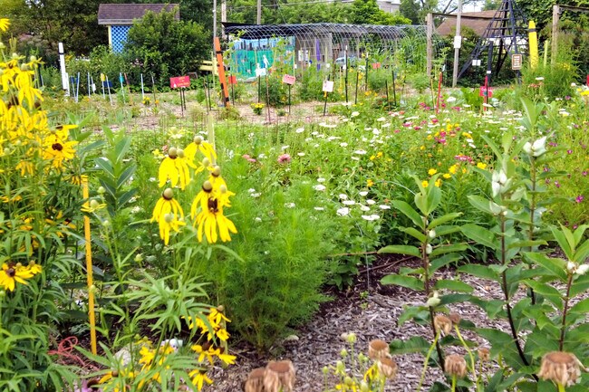 Colorful flowers bloom at the Highland Youth Garden in Central Hilltop.