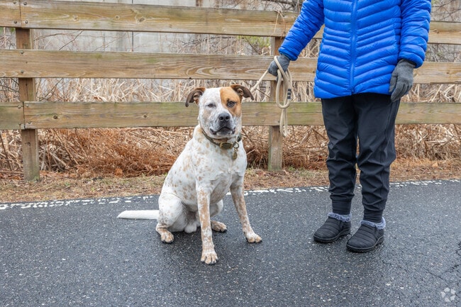 Assabet River Rail Trail in Gospel Hill is a great place to walk your dog.