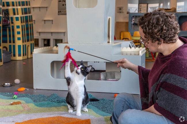 A caretaker plays with a sweet cat in Cat Town near Pill Hill, Oakland.