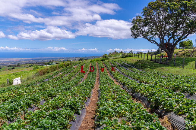 Visitors can indulge in seasonal fruit picking, such as strawberries and pumpkins.