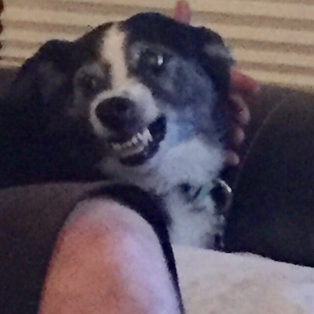 Agent Photo