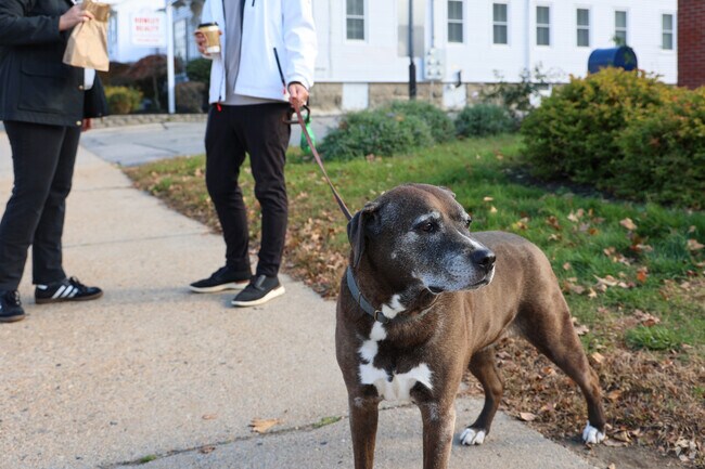 Dogs in Rowley enjoy morning walks to the bakery when they get the chance.
