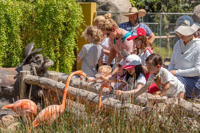Community Center kids line up for flamingo feeding at the Palo Alto Junior Museum & Zoo.