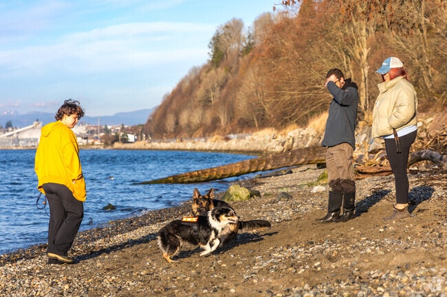 Dogs play freely at Howarth Park’s waterfront near South Forest Park.