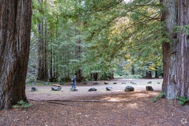 A man and his dog are dwarfed at Ohl Redwood Grove Park in Willits.
