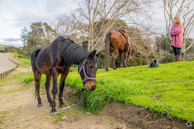 Horses peacefully graze in Fairview's Don Castro Regional Recreation Area.