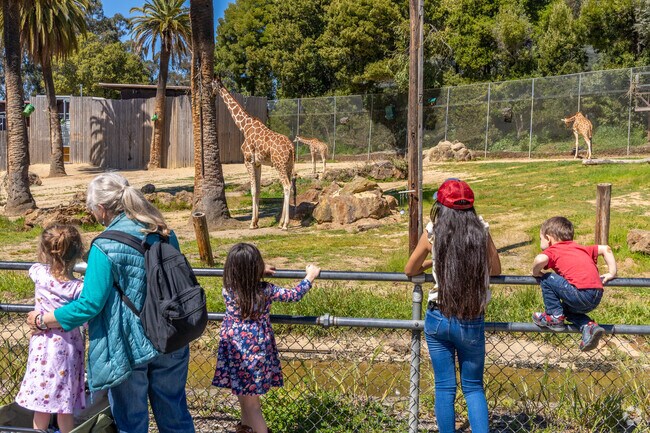 People are looking at the giraffes in awe at the Oakland Zoo in Sequoyah.
