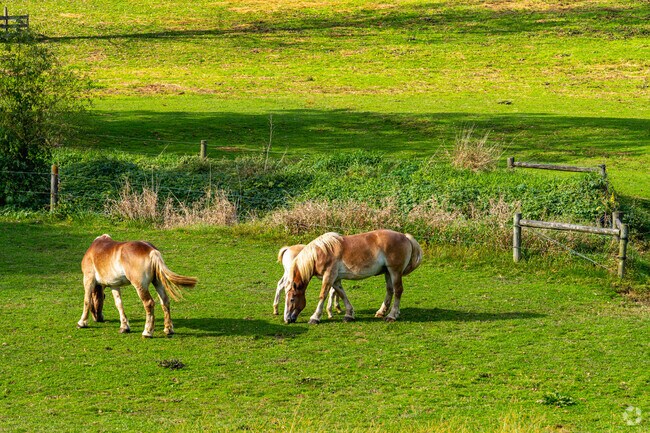 As you drive the roads of Cochranville you'll see horses grazing.