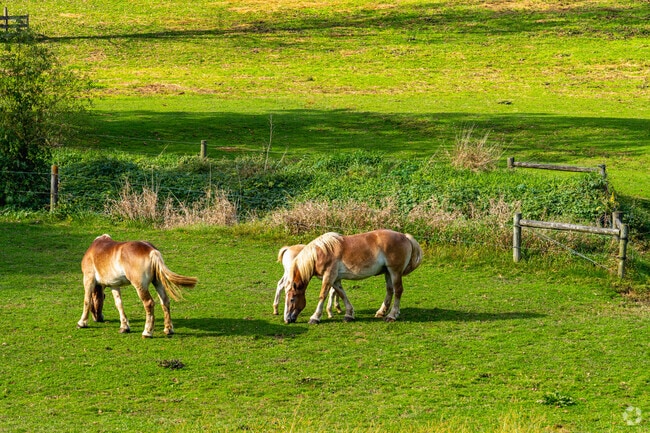 As you drive the roads of West Fallowfield Township you'll see horses grazing.