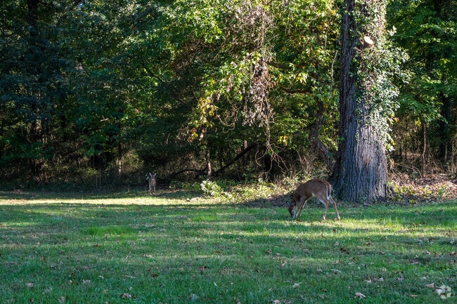 Deer graze peacefully in Fort Circle Park in Southeast Washington, DC.