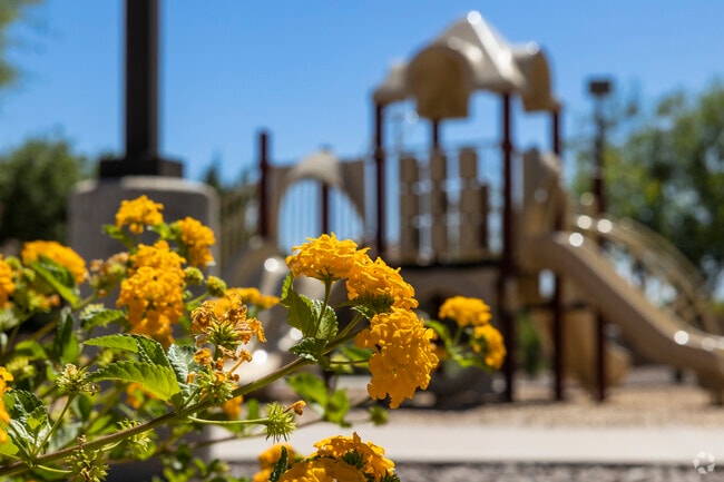 Different flowers bloom throughout the year at Eagle Glen Park in Chandler.