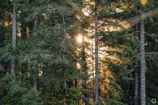 The sun cuts through the trees the trailhead for 360 trails.