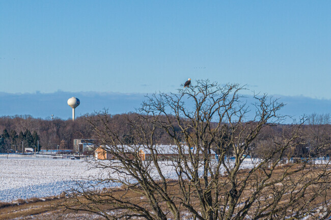 An eagle is perched on a tree in the farmland outside of Mason.