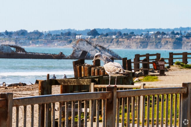 Pigeons like to hang around the Rio Del Mar Beach.