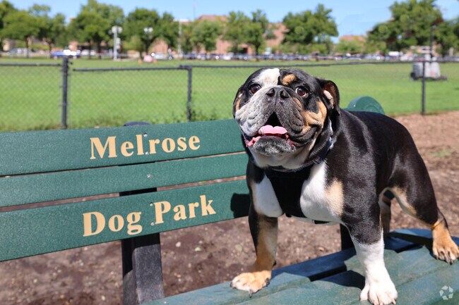 Relax on the Bone shape benches while Fideo plays at the Melrose Dog Park.