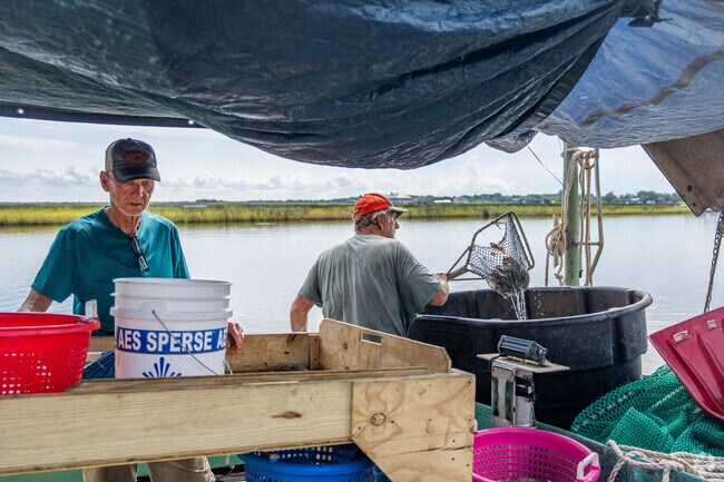 Shrimpers cull their catch from the day at sea in Hackberry.