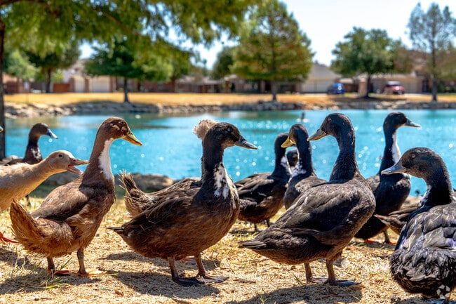 A Haslet ranch offers green spaces and a fountain for enjoying time in the sun.