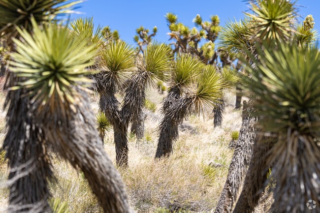 Joshua trees grow in abundance in the foothills near China Lake Acres.