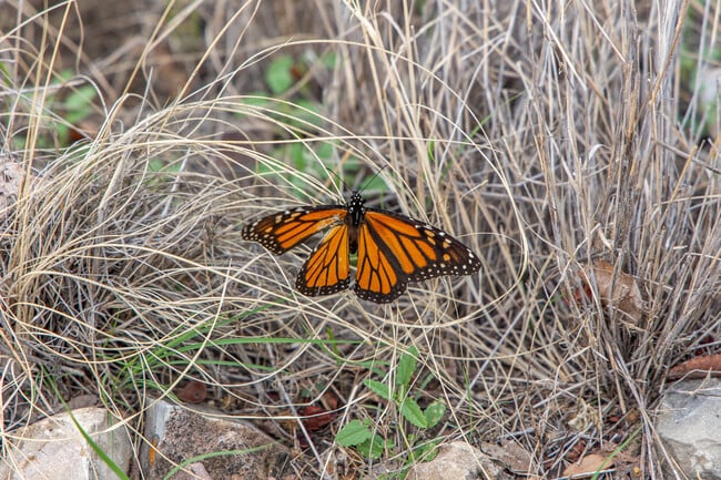 Russell Park is home to a variety of butterflies, including the majestic monarch.
