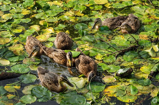 Ducks feed at the Prospect Park lake, near Lefferts Gardens.