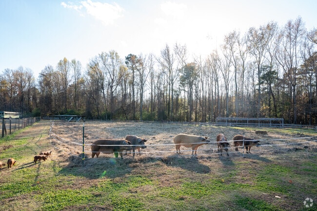 Pine Level has a rich history of agriculture and livestock production.