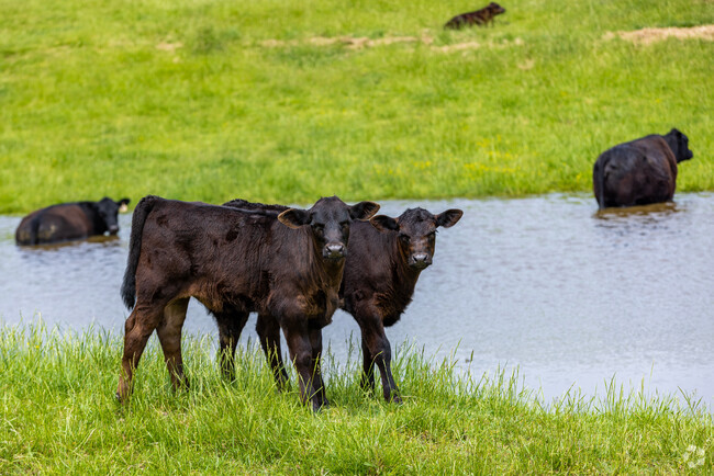 Young calves enjoying a spring day in a field outside of Ozark.
