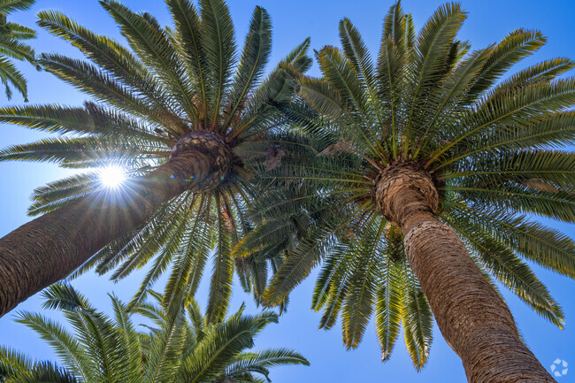 Large palm trees thrive in the CSU Bakersfield climate.