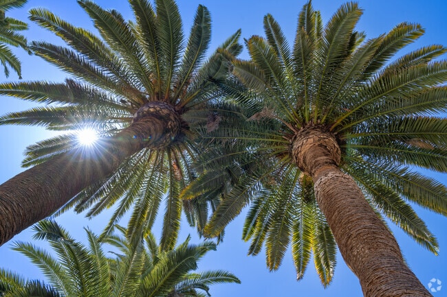 Large palm trees thrive in the CSU Bakersfield climate.