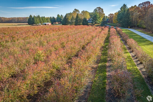 There are many berry farms located in Cedar Creek.