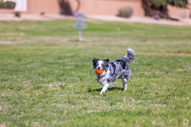 Embrace the wagging tails and friendly barks of Rancho Santa Fe's dog community.