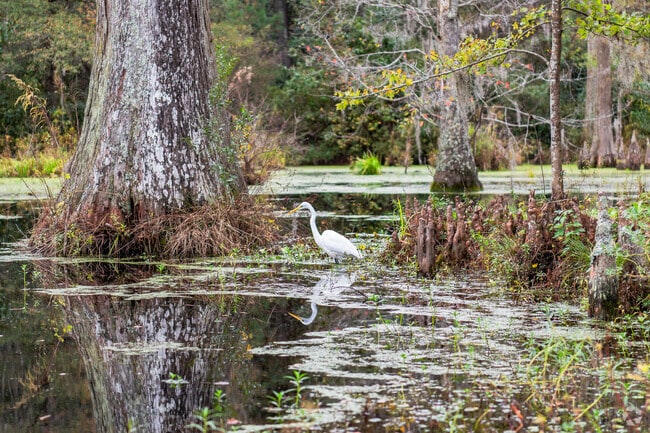 Beautiful wildlife roam the Santee Canal Park in Moncks Corner.
