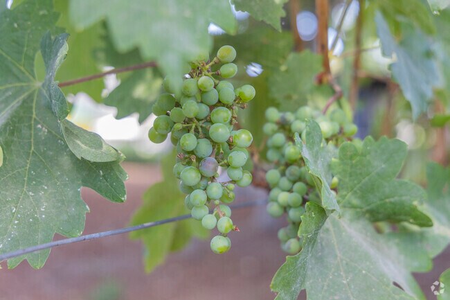 Deer Park is home to multiple incredible wineries and vineyards.