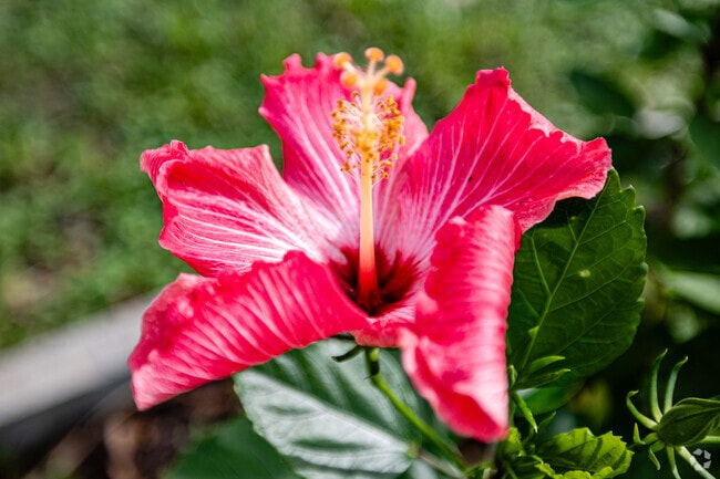 Beautiful nature surrounds you in Macclenny.