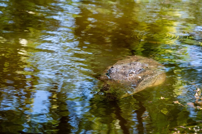 Residents of Village Green can visit Largo Central Park Nature Preserve and the resident alligators.